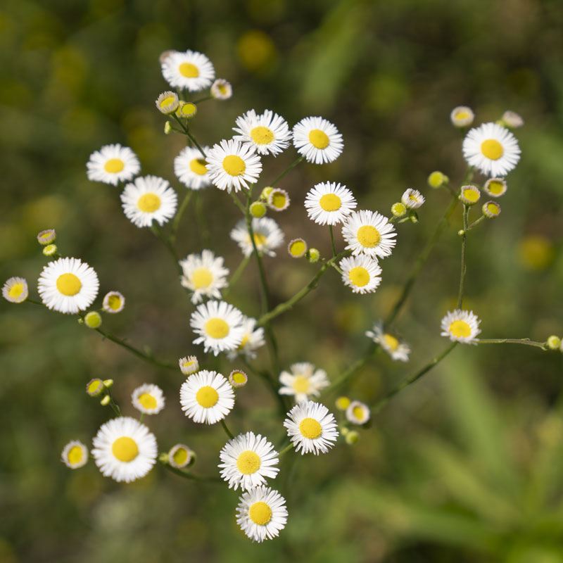 Texas wild flowers