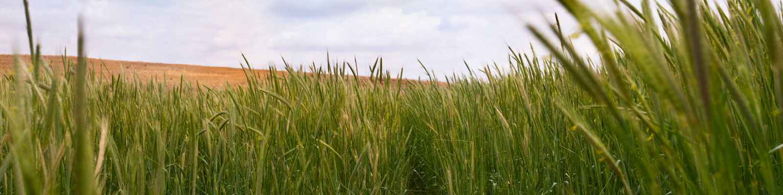 Green grass