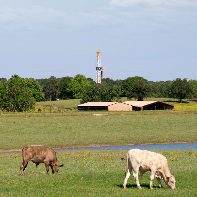 Ark-La-Tex — drilling rig in the background, green fields with cows in the foreground