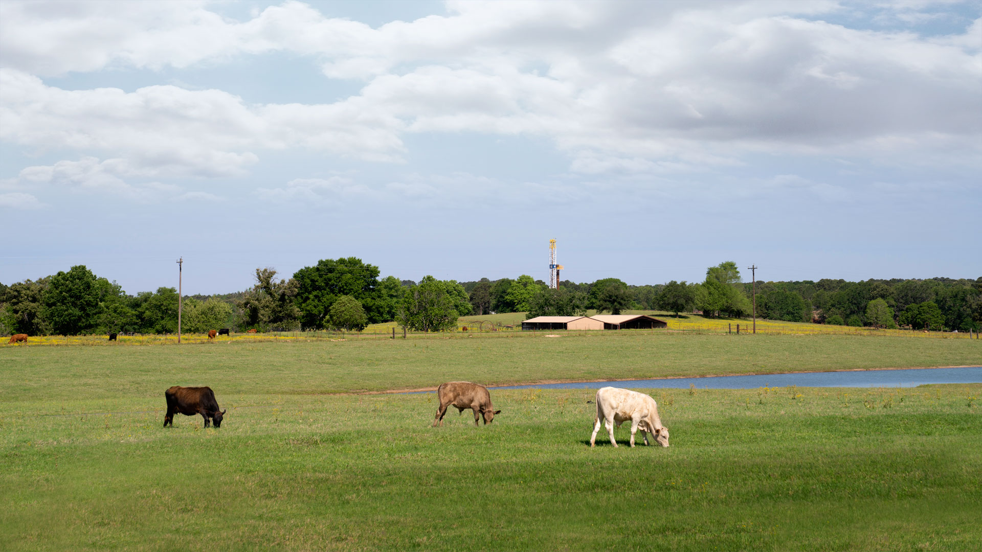 Ark-La-Tex — drilling rig in the background, green fields with cows in the foreground